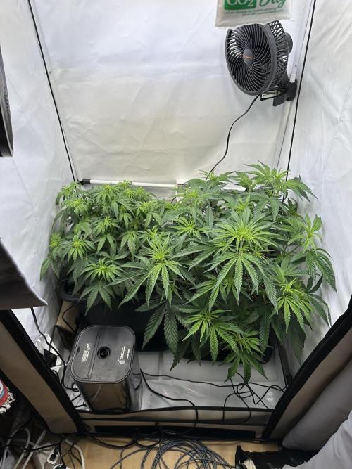 RQS Milky Way F1 X FB420 Strawbry Banana. Week 6