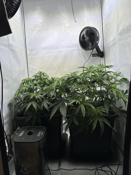 RQS Milky Way F1 X FB420 Strawbry Banana. Week 6