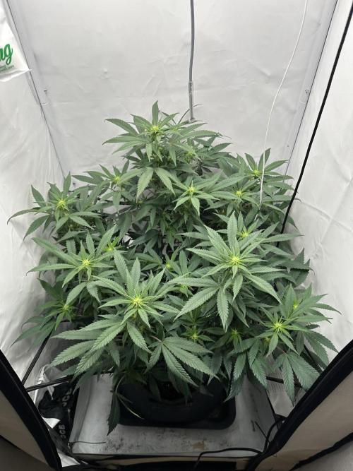 PowerPlant photo X Greenception GCx4-PWR. Week 9