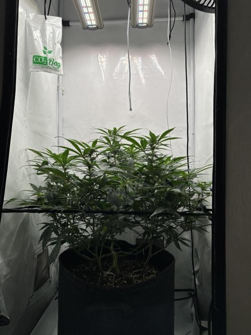 PowerPlant photo X Greenception GCx4-PWR. Week 9