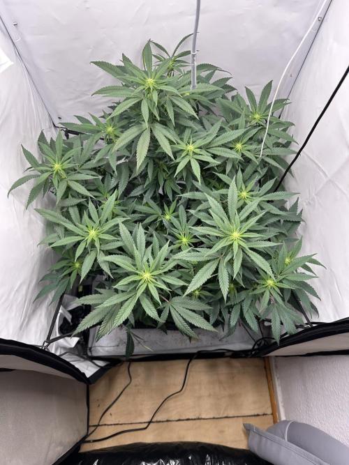 Power Plant. Week 9