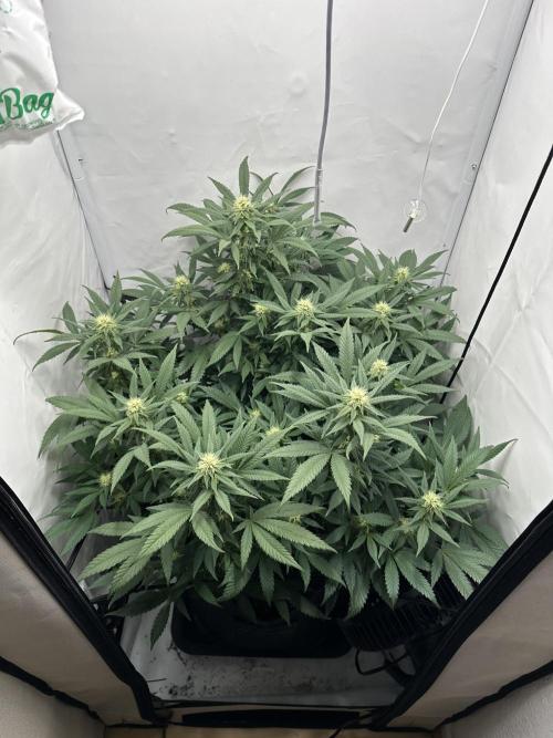 PowerPlant photo X Greenception GCx4-PWR. Week 10