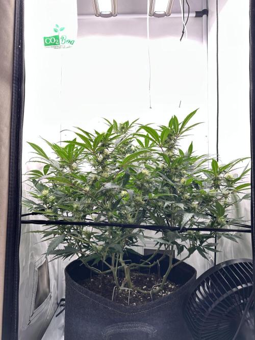 PowerPlant photo X Greenception GCx4-PWR. Week 10