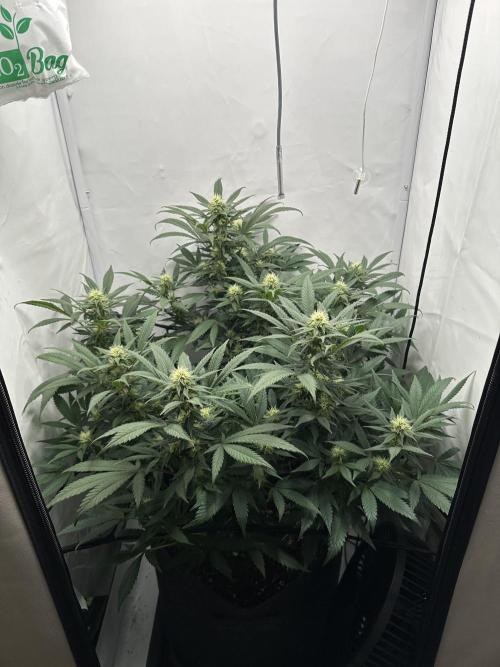 Power Plant. Week 10