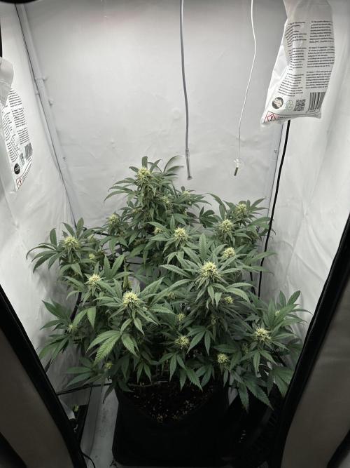 PowerPlant photo X Greenception GCx4-PWR. Week 11