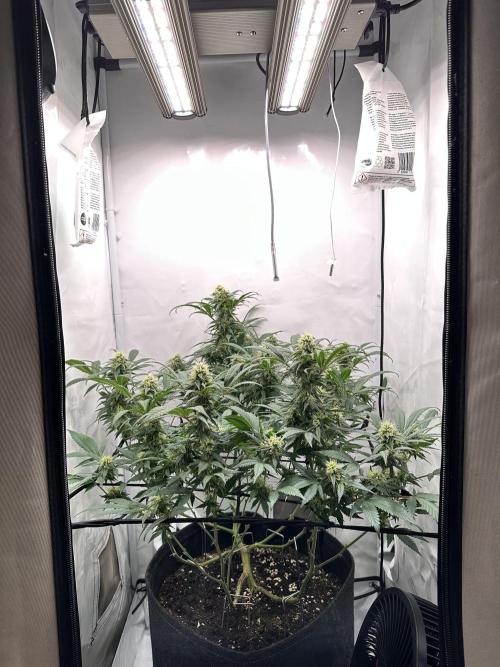 PowerPlant photo X Greenception GCx4-PWR. Week 11