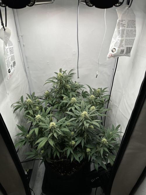 PowerPlant photo X Greenception GCx4-PWR. Week 11