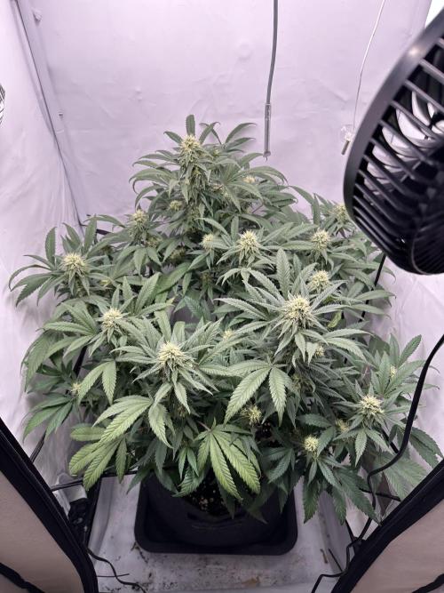 PowerPlant photo X Greenception GCx4-PWR. Week 11
