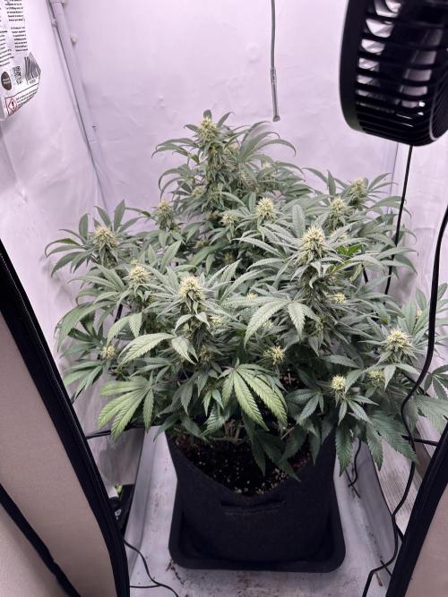PowerPlant photo X Greenception GCx4-PWR. Week 11