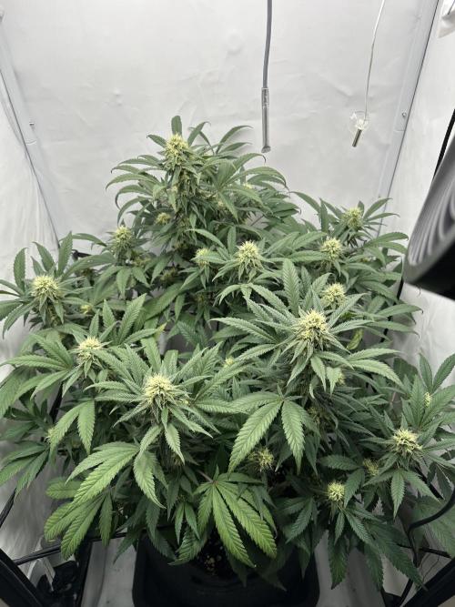 Power Plant. Week 11