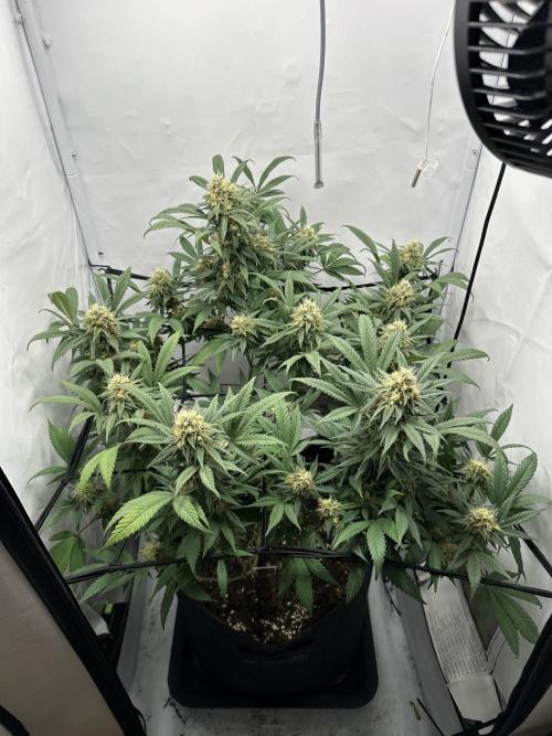 PowerPlant photo X Greenception GCx4-PWR. Week 12