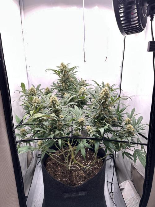 PowerPlant photo X Greenception GCx4-PWR. Week 12