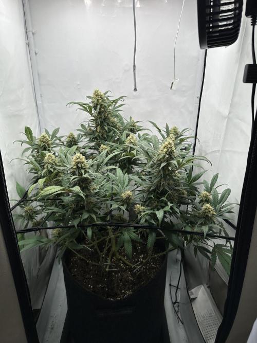 PowerPlant photo X Greenception GCx4-PWR. Week 12