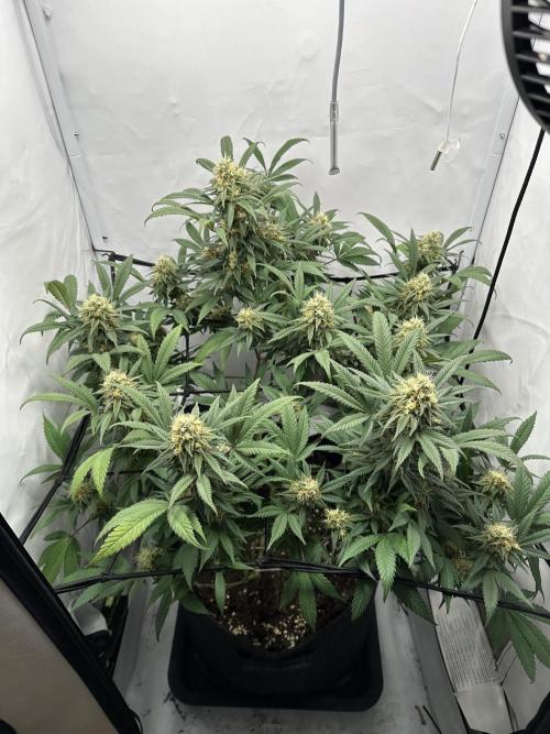 PowerPlant photo X Greenception GCx4-PWR. Week 12