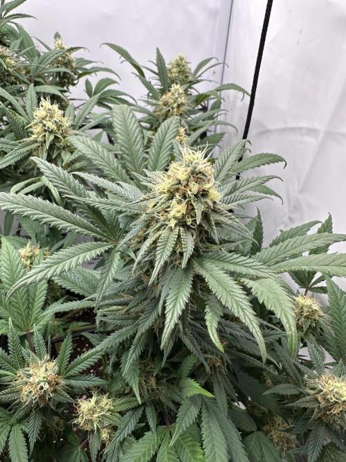Power Plant. Week 12