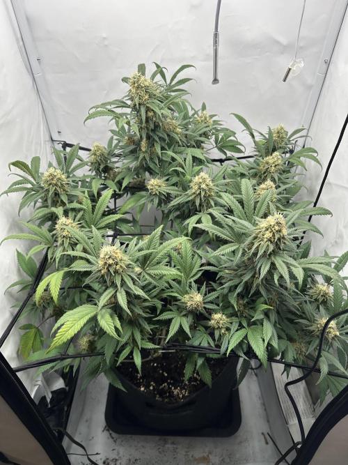PowerPlant photo X Greenception GCx4-PWR. Week 13