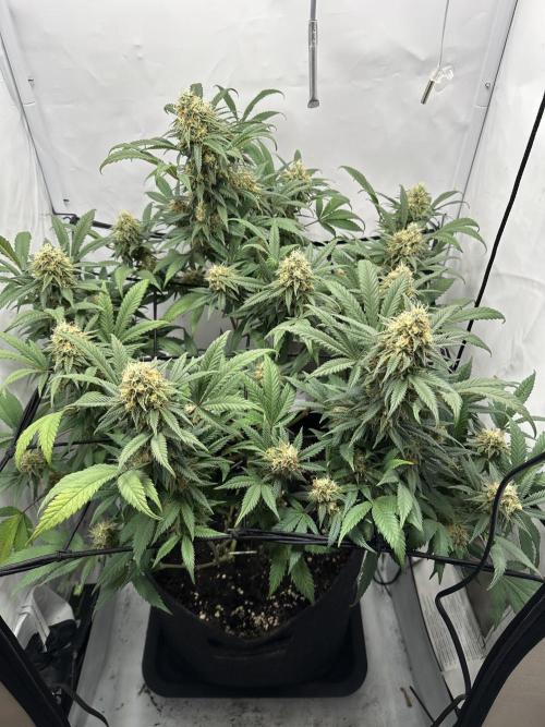 PowerPlant photo X Greenception GCx4-PWR. Week 13