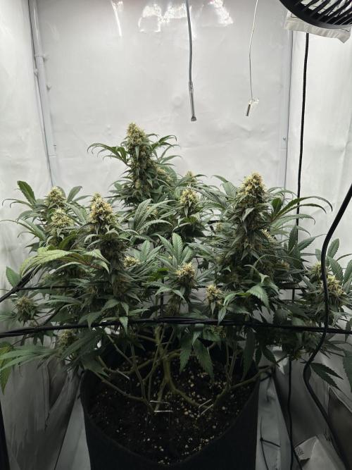 PowerPlant photo X Greenception GCx4-PWR. Week 13