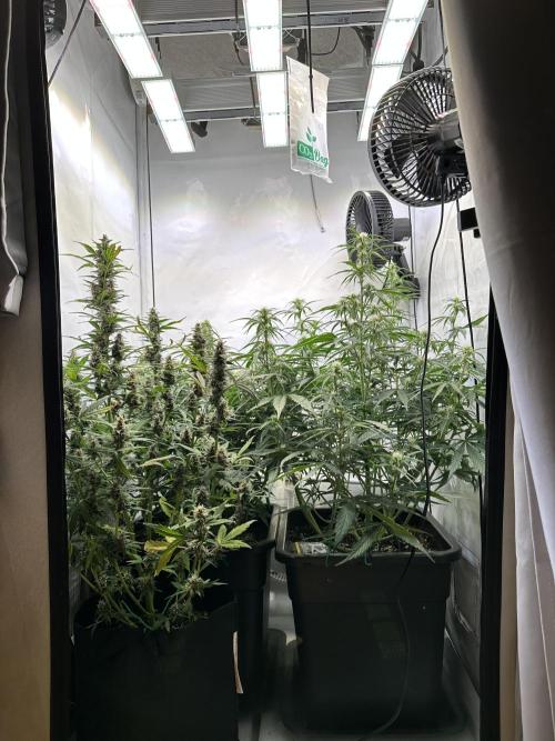 RQS Milky Way F1 X FB420 Strawbry Banana. Week 7