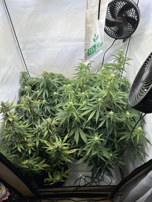 RQS Milky Way F1 X FB420 Strawbry Banana. Week 7