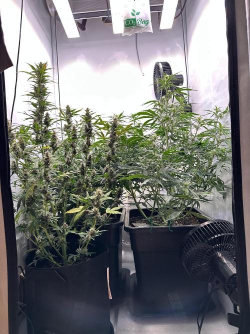 RQS Milky Way F1 X FB420 Strawbry Banana. Week 7