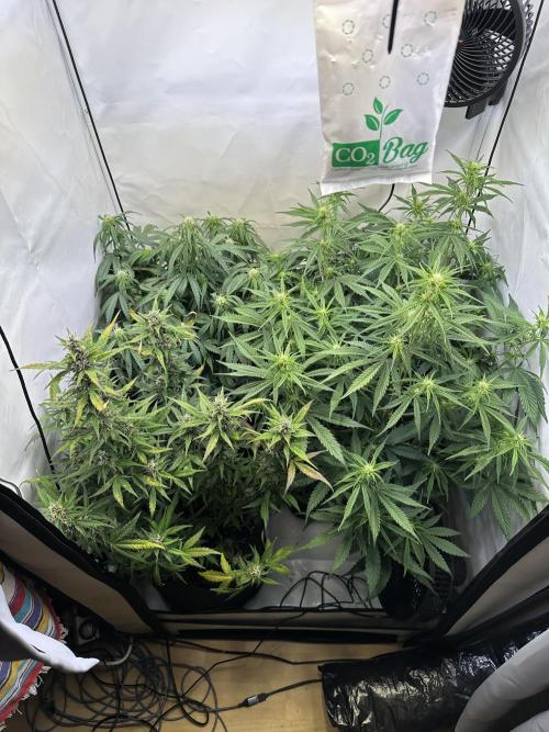 RQS Milky Way F1 X FB420 Strawbry Banana. Week 7