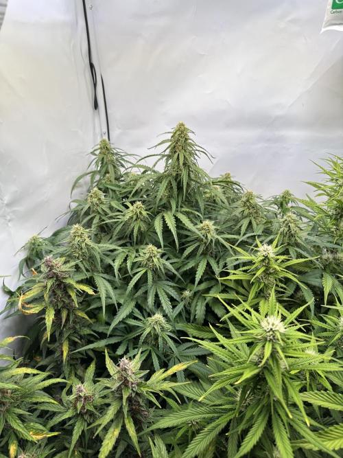 RQS Milky Way F1 X FB420 Strawbry Banana. Week 9