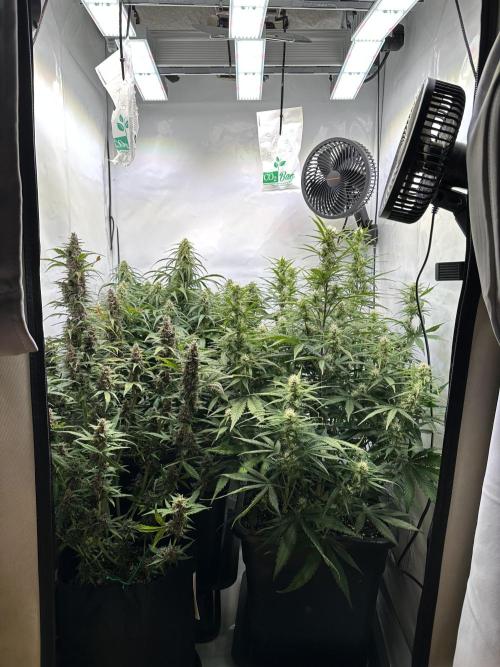 RQS Milky Way F1 X FB420 Strawbry Banana. Week 9