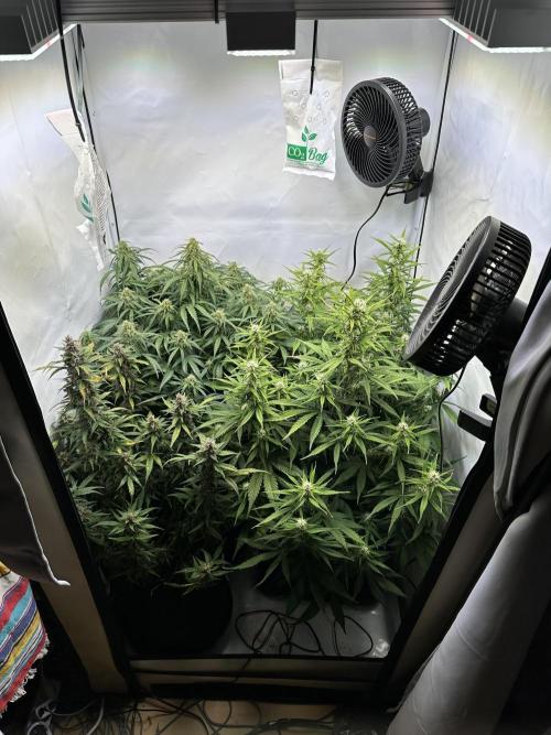 RQS Milky Way F1 X FB420 Strawbry Banana. Week 9