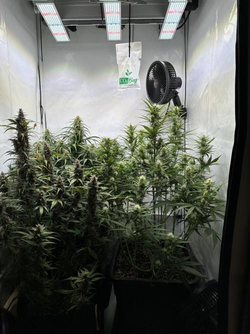 RQS Milky Way F1 X FB420 Strawbry Banana. Week 9