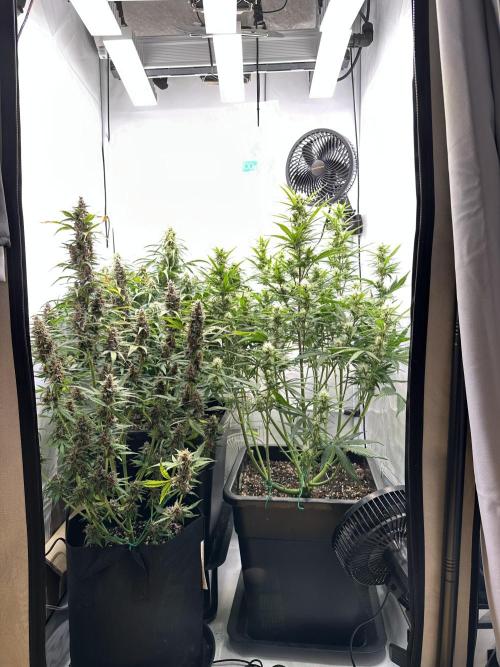 RQS Milky Way F1 X FB420 Strawbry Banana. Week 9