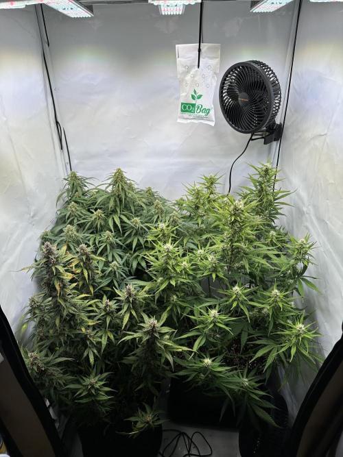 RQS Milky Way F1 X FB420 Strawbry Banana. Week 9