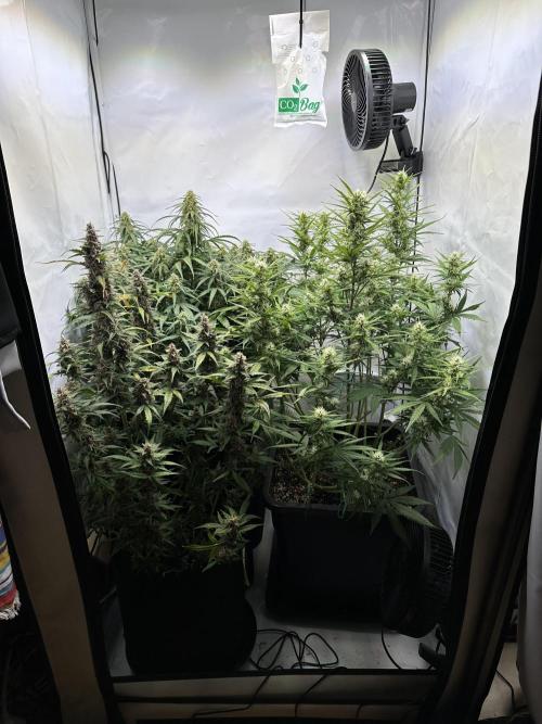 RQS Milky Way F1 X FB420 Strawbry Banana. Week 9