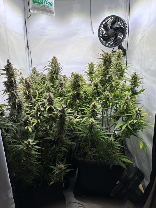 RQS Milky Way F1 X FB420 Strawbry Banana. Week 10