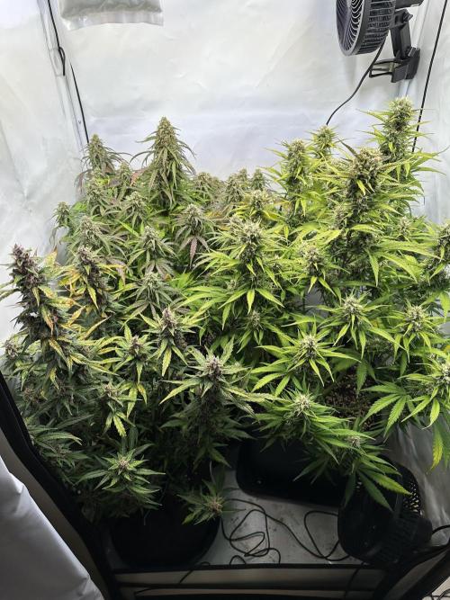 RQS Milky Way F1 X FB420 Strawbry Banana. Week 10