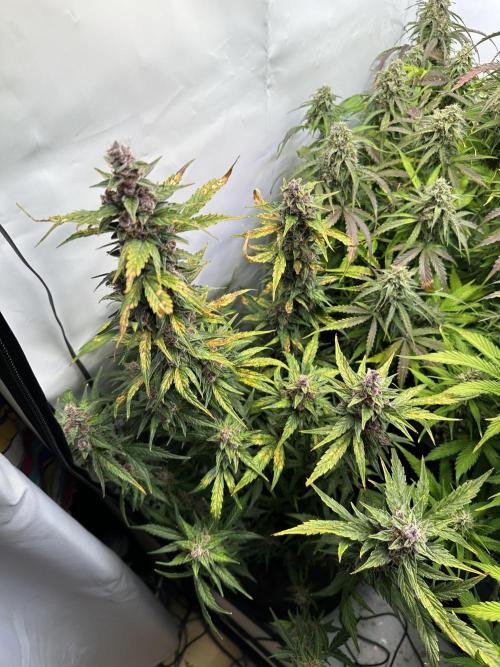 RQS Milky Way F1 X FB420 Strawbry Banana. Week 10