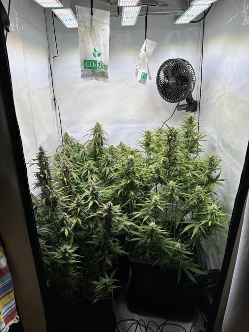 RQS Milky Way F1 X FB420 Strawbry Banana. Week 10