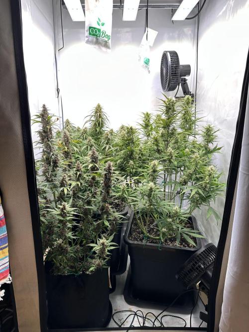 RQS Milky Way F1 X FB420 Strawbry Banana. Week 10
