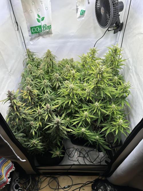 RQS Milky Way F1 X FB420 Strawbry Banana. Week 10