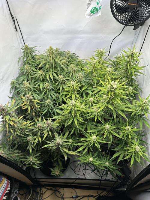 RQS Milky Way F1 X FB420 Strawbry Banana. Week 10