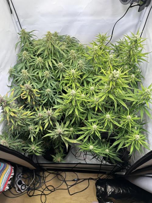 RQS Milky Way F1 X FB420 Strawbry Banana. Week 10
