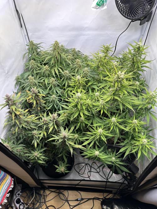 RQS Milky Way F1 X FB420 Strawbry Banana. Week 10