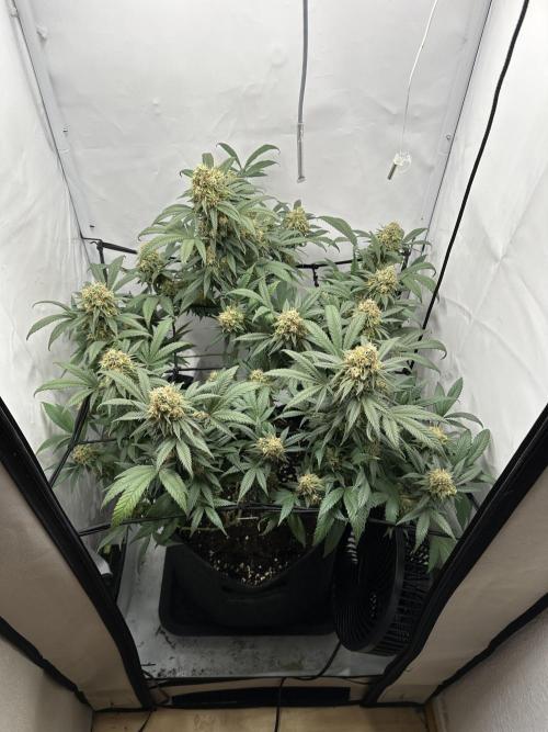 PowerPlant photo X Greenception GCx4-PWR. Week 14
