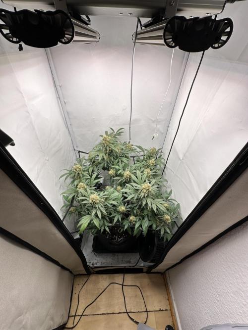 PowerPlant photo X Greenception GCx4-PWR. Week 14