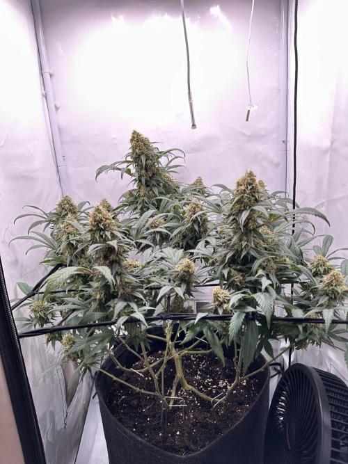 PowerPlant photo X Greenception GCx4-PWR. Week 14
