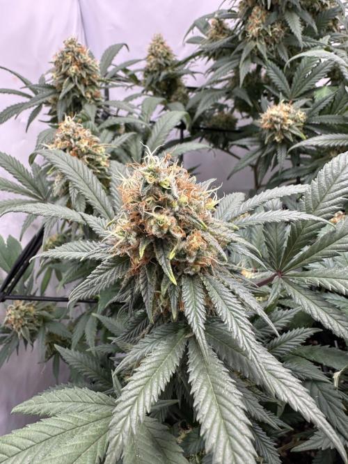 PowerPlant photo X Greenception GCx4-PWR. Week 14