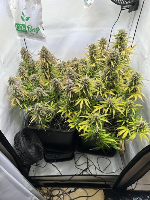 RQS Milky Way F1 X FB420 Strawbry Banana. Week 11