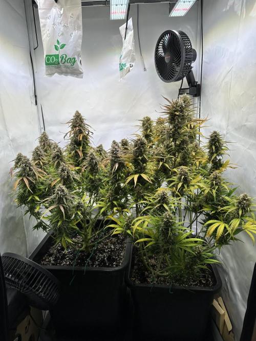 RQS Milky Way F1 X FB420 Strawbry Banana. Week 11