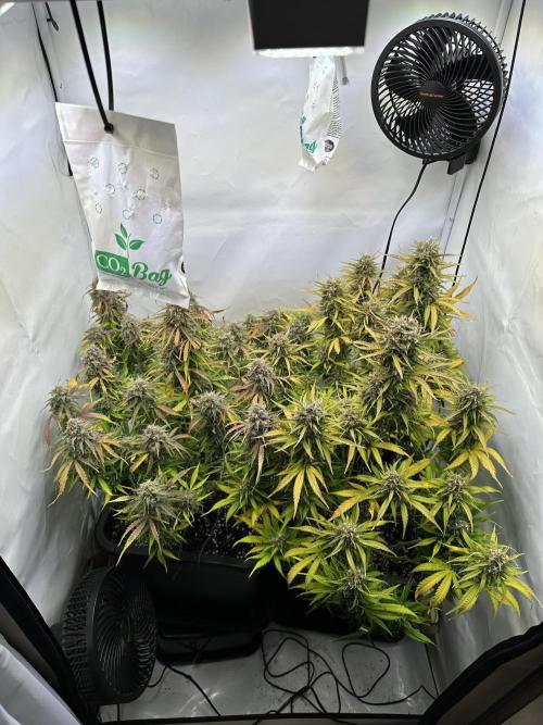 RQS Milky Way F1 X FB420 Strawbry Banana. Week 11