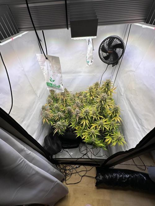 RQS Milky Way F1 X FB420 Strawbry Banana. Week 11